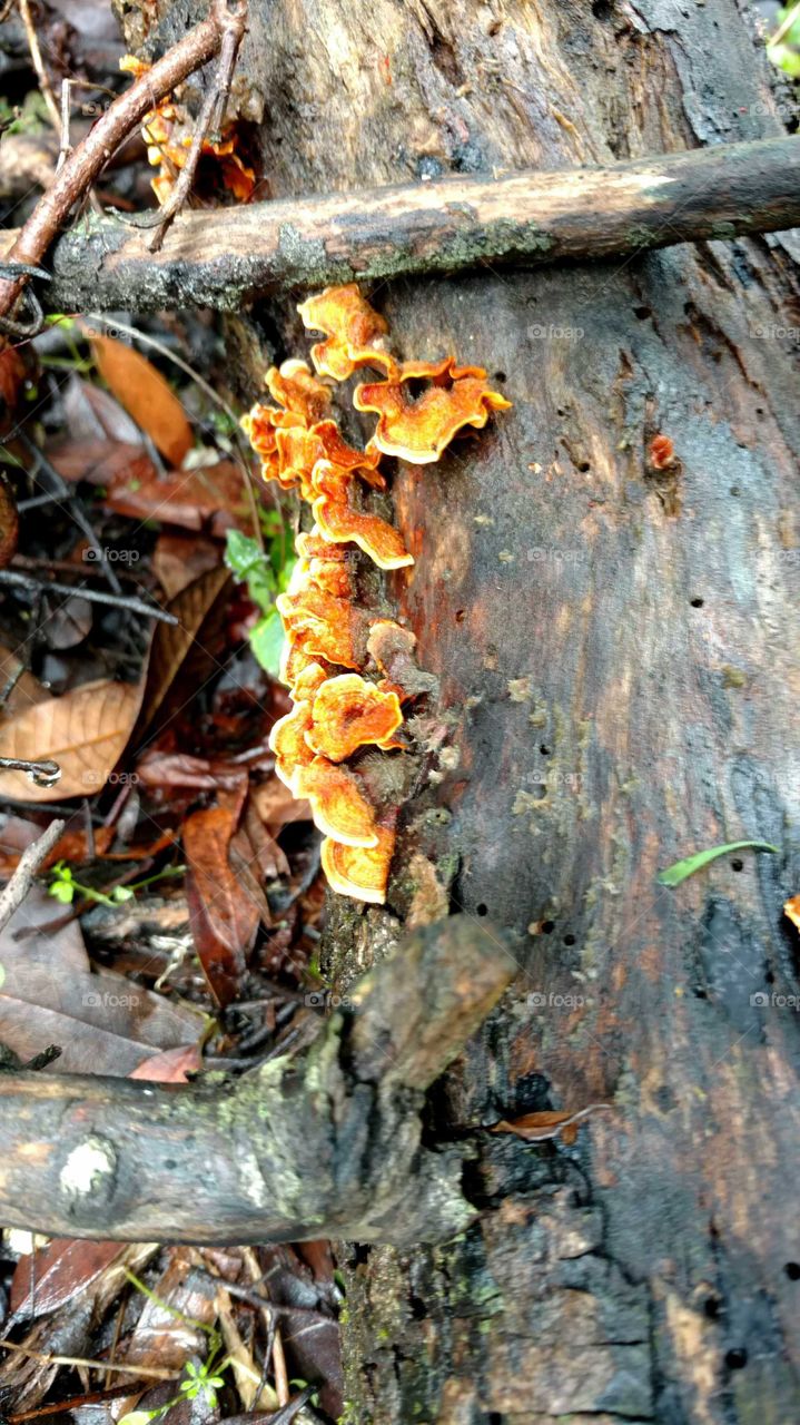Orange mushrooms growing on a log.