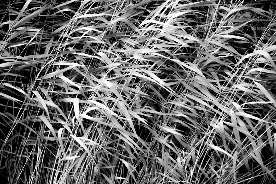 View of wind blowing on grass