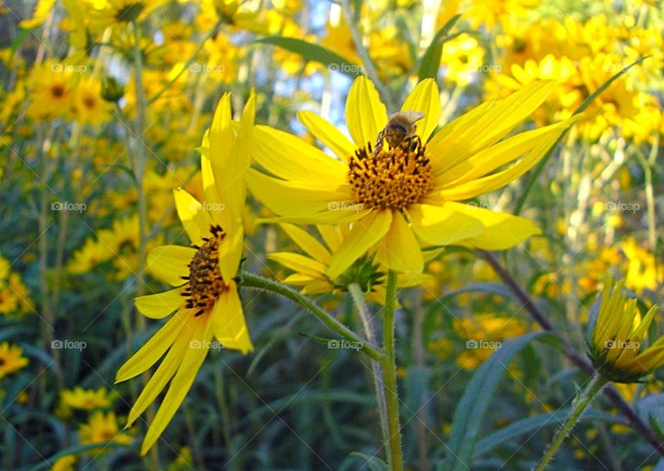 Bee-utiful flower