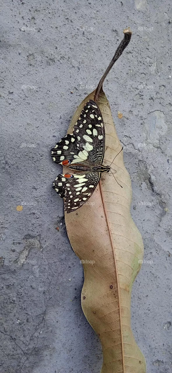 Papiliodemoleus, also knows as tail butterfly  or lime butterfly these common name refer to their host plant which are usually citrus species such as cultivated lime, shoot at fri, 7 april, 2023, 1:56 pm, lucknow uttar pradesh india.