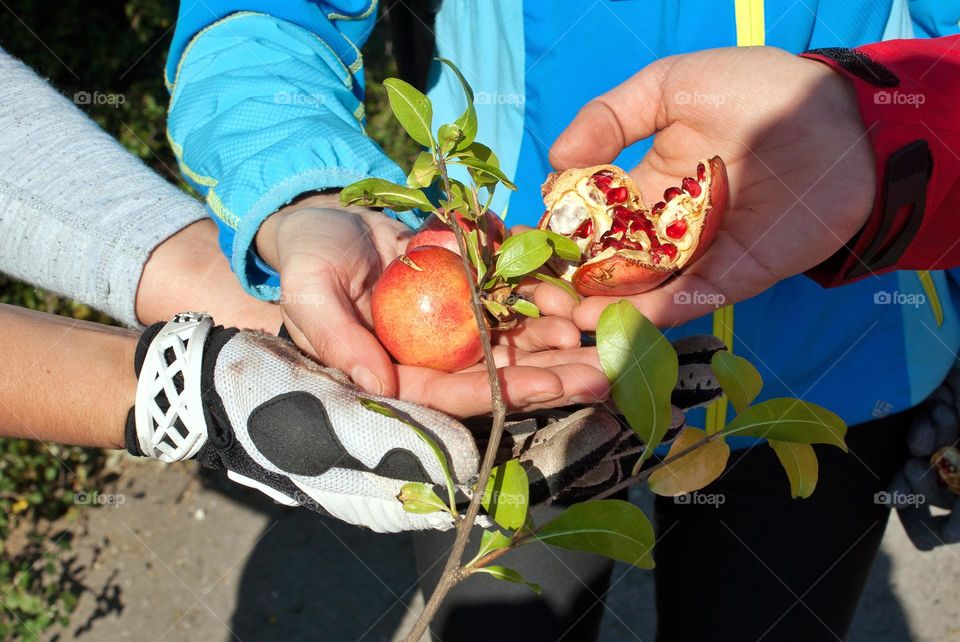 pomegranate in hands
