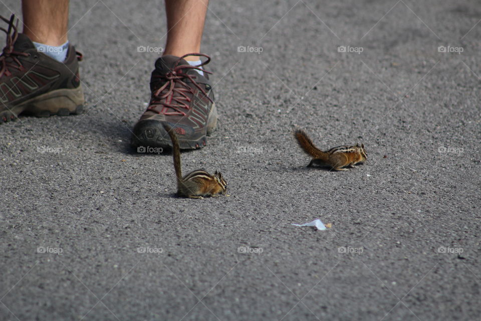 begging chipmunks