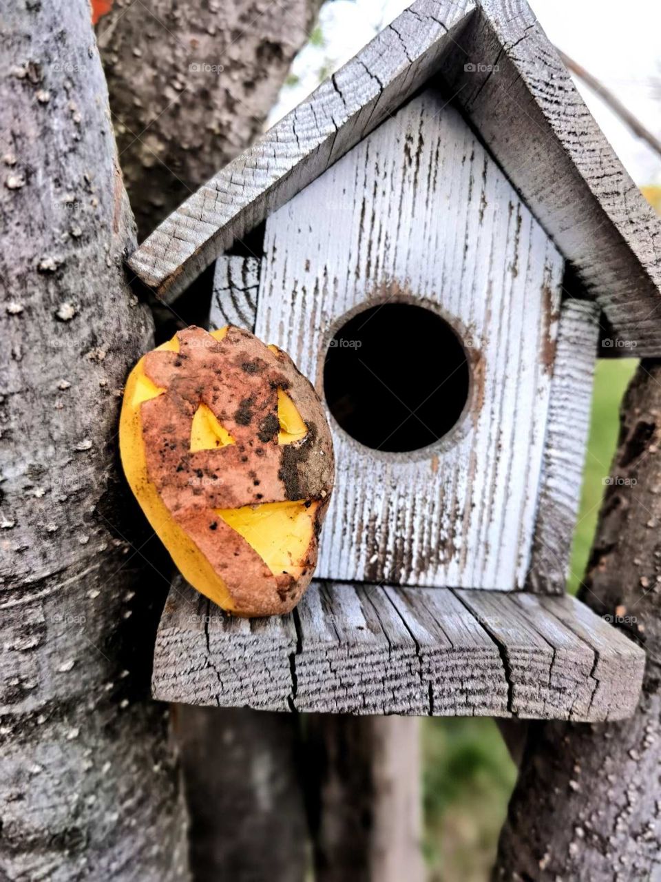 Mini house one tree! 