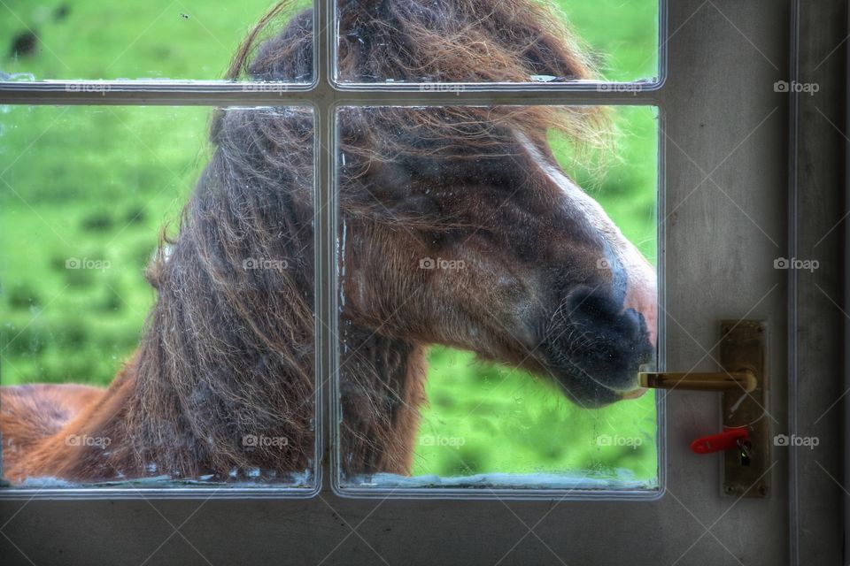 Horse at the door