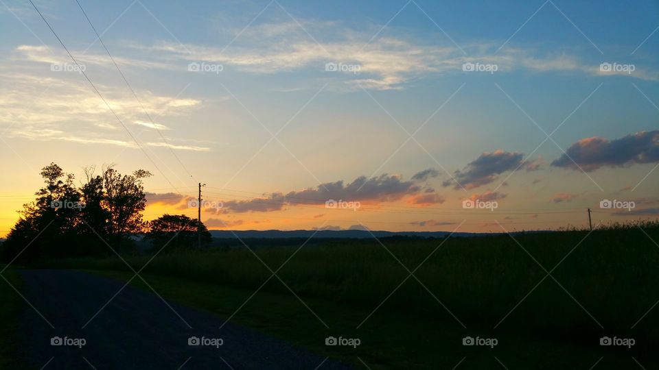Silhouette of tree during sunset