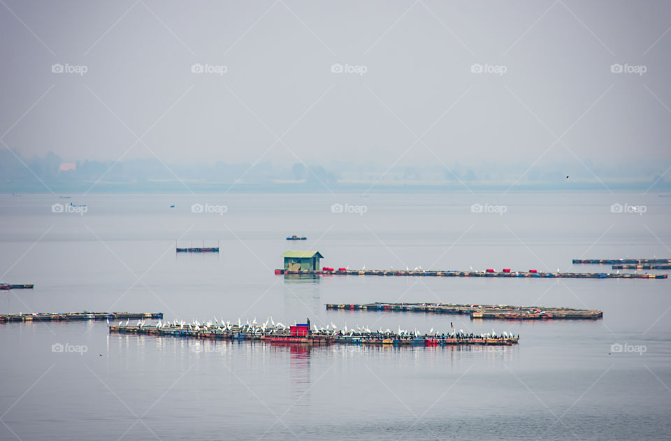 The raft floating fish farming and birds in Krasiew dam ,Supanburi Thailand.