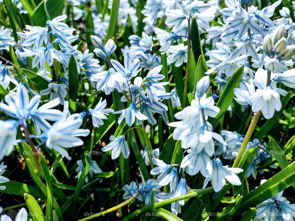 Light Blue Flowers