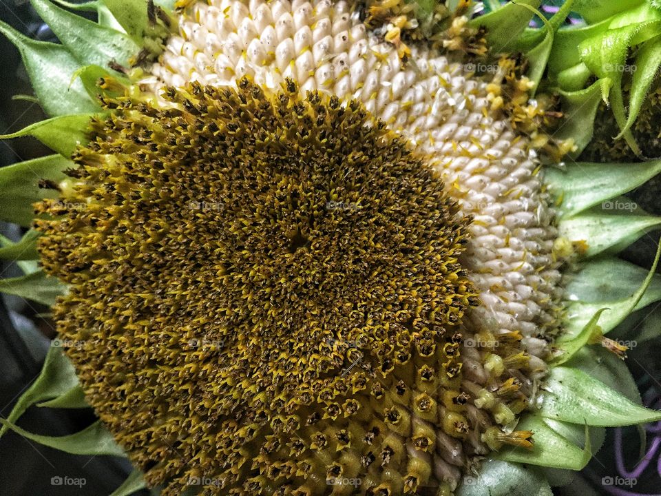 The droppings of petals and bursting of seeds must mean it’s summertimes Eve. 