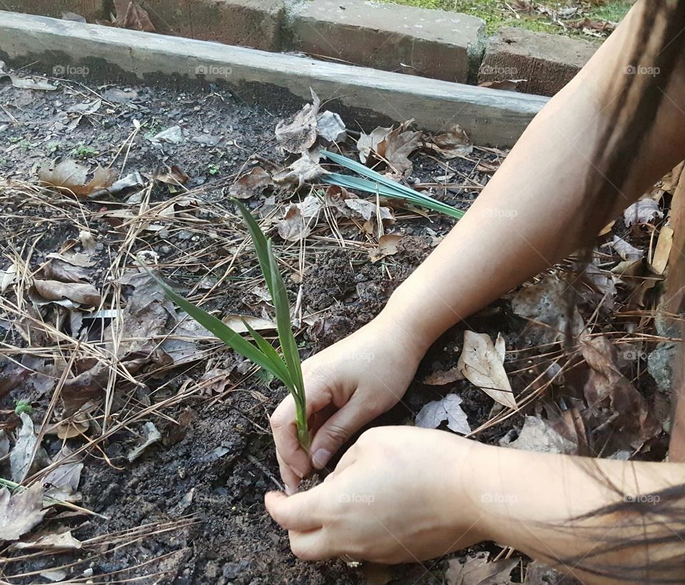 Woman hand planting a plant