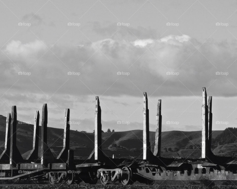 white black trees train by mmcook