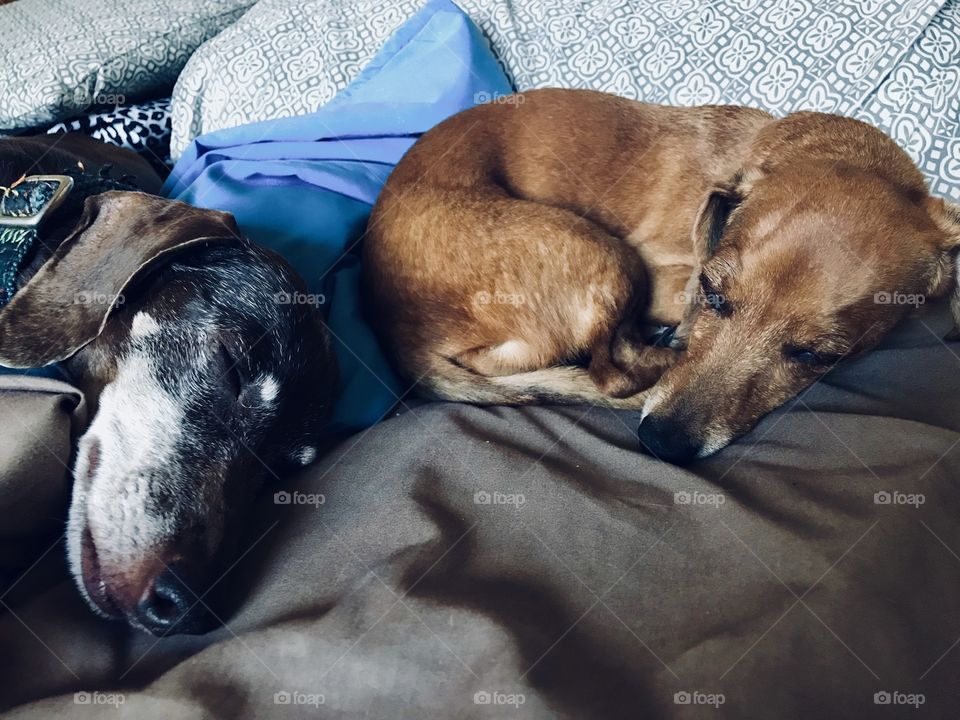 These two dogs always find the most comfortable place at home, eating and sleeping are their hobbies 🤣