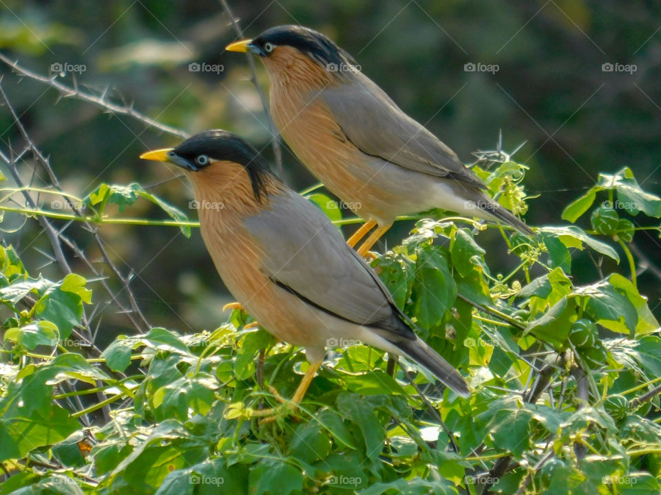 Bird photography - This photograph shows Couple of Brahmini Maina looking like a twins.
