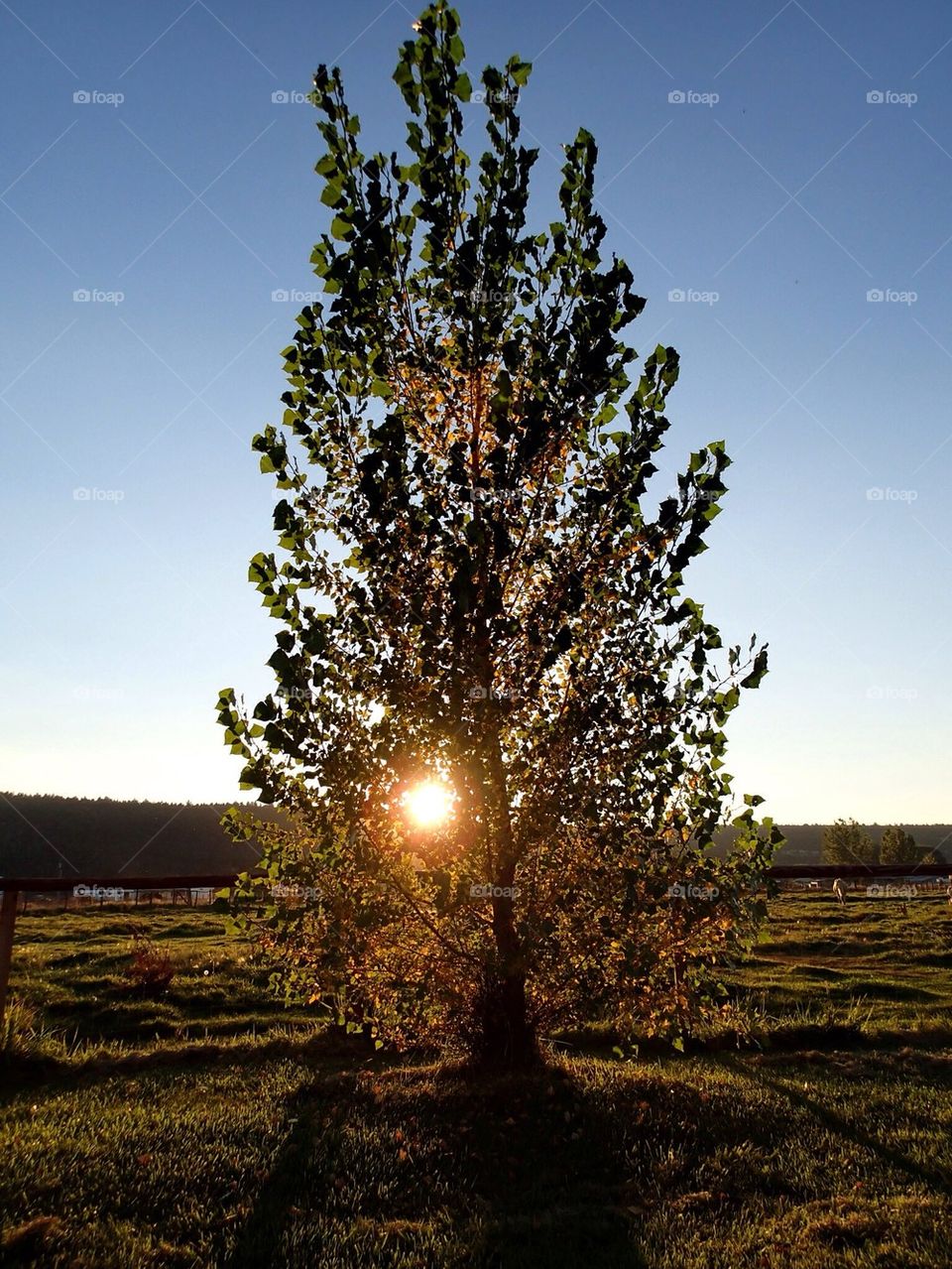 Sunset tree glow