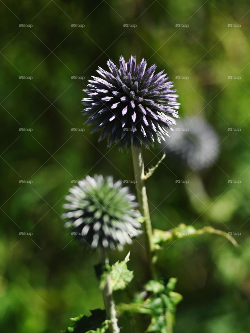 Purple flower, distel in our garden. The Netherlands. Green and purple colours. Nature.
