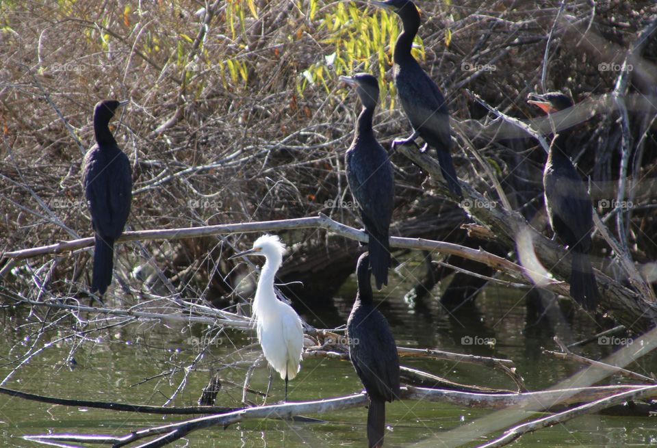 Snowy Egret and Cormorants