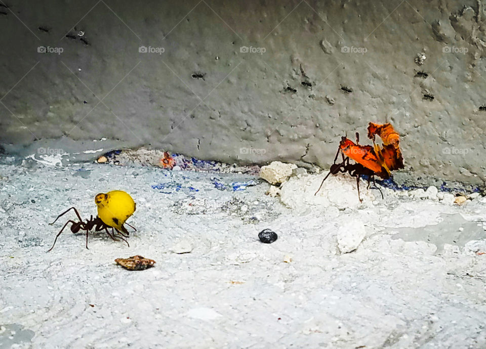 Ants carrying a heavy load