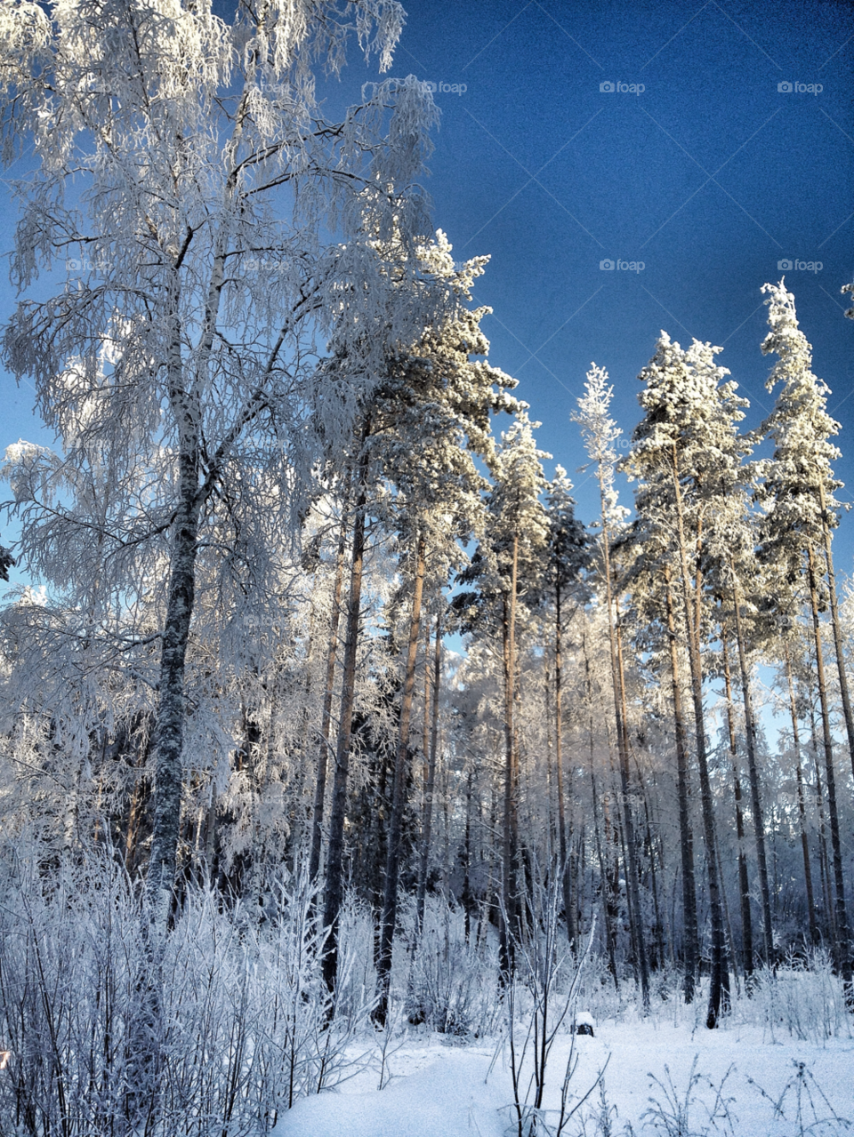 snow winter sky sweden by JonasPhoto