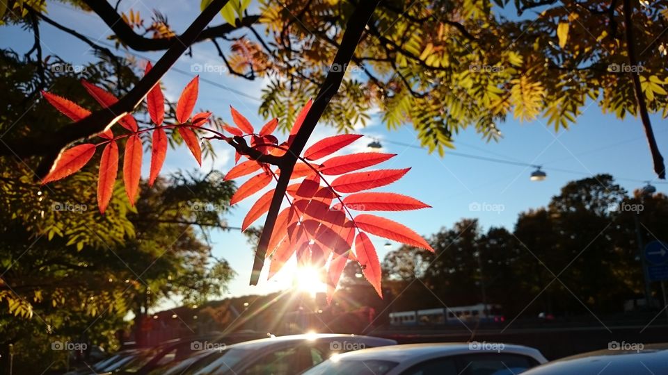 Strong red color. Strong red color on leaves in sunshine