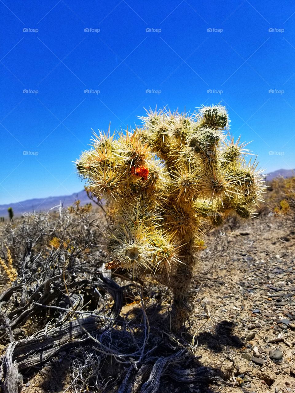 desert plant