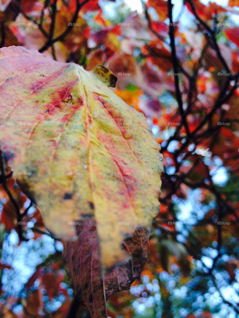 The blurry leaf 