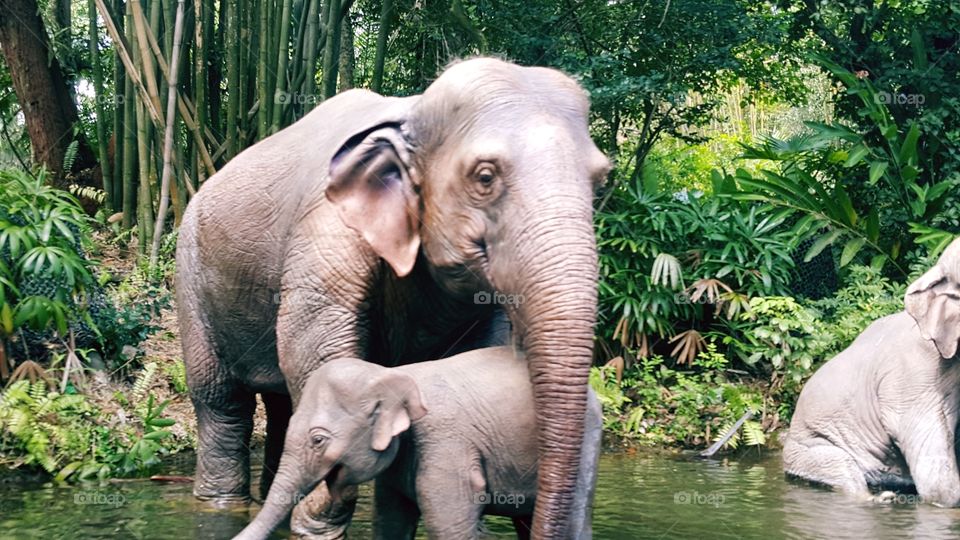 Momma and Baby Elephants