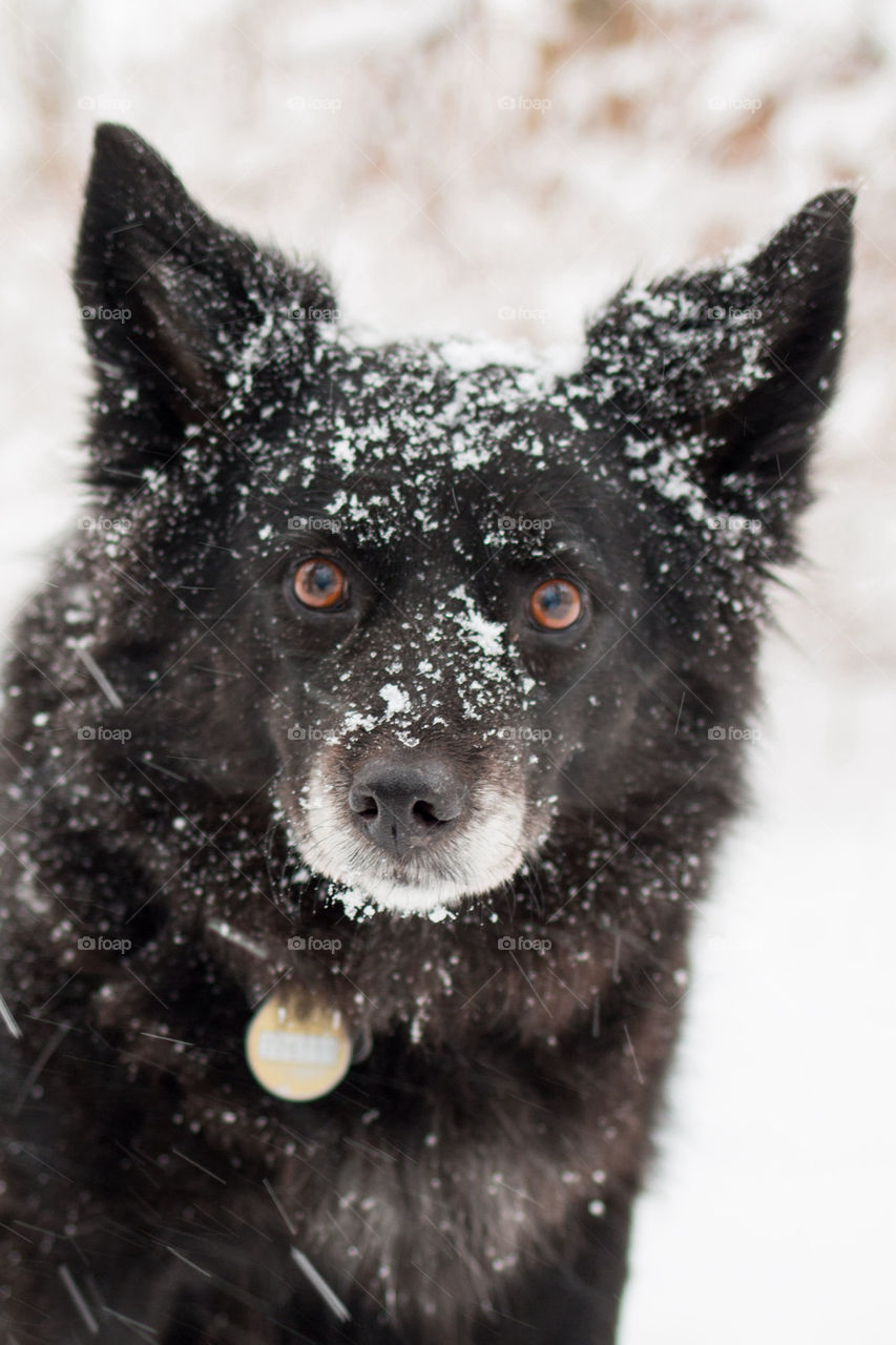 Black and white dog