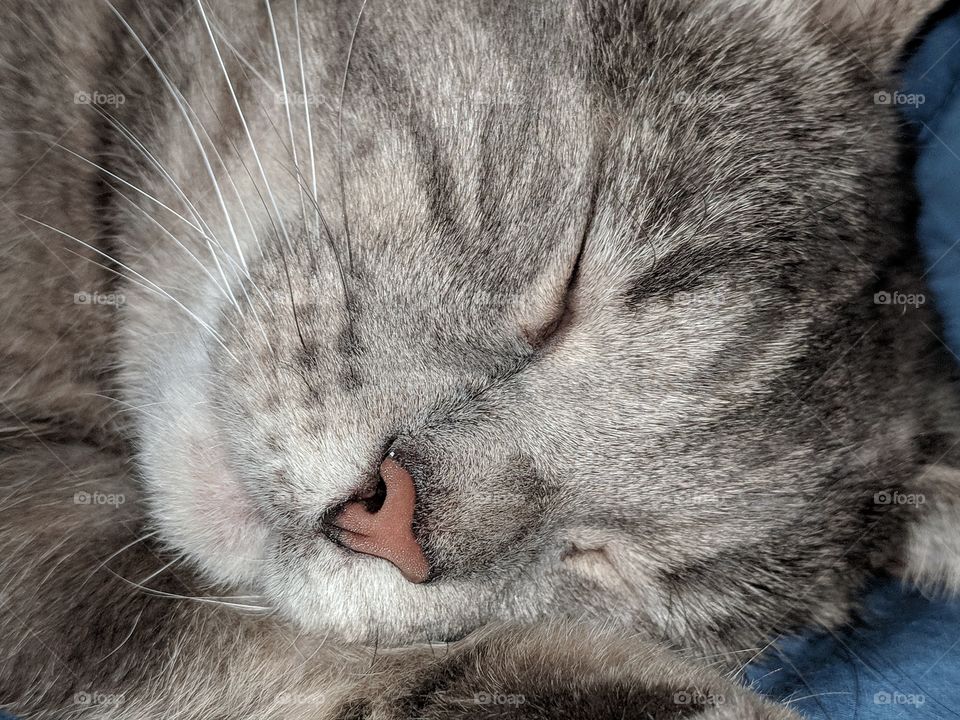 Cat Face Sleeping