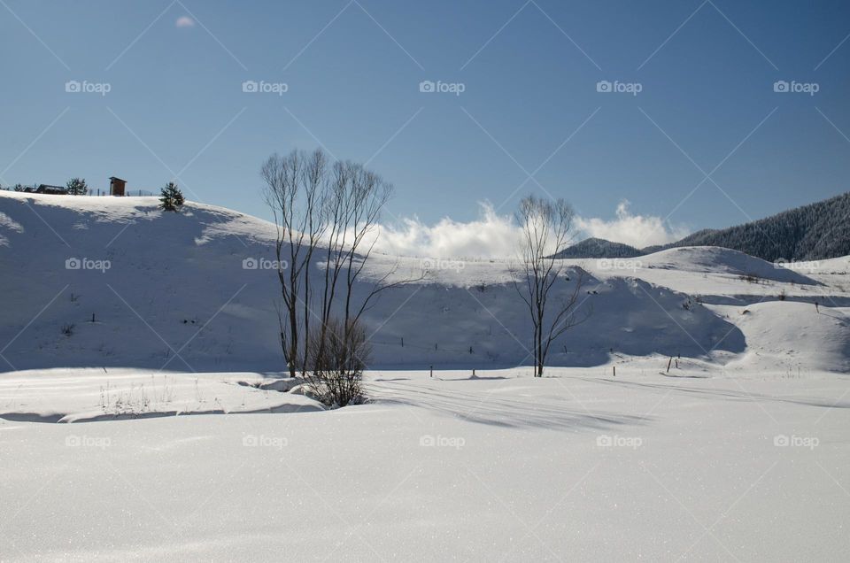 Winter landscape