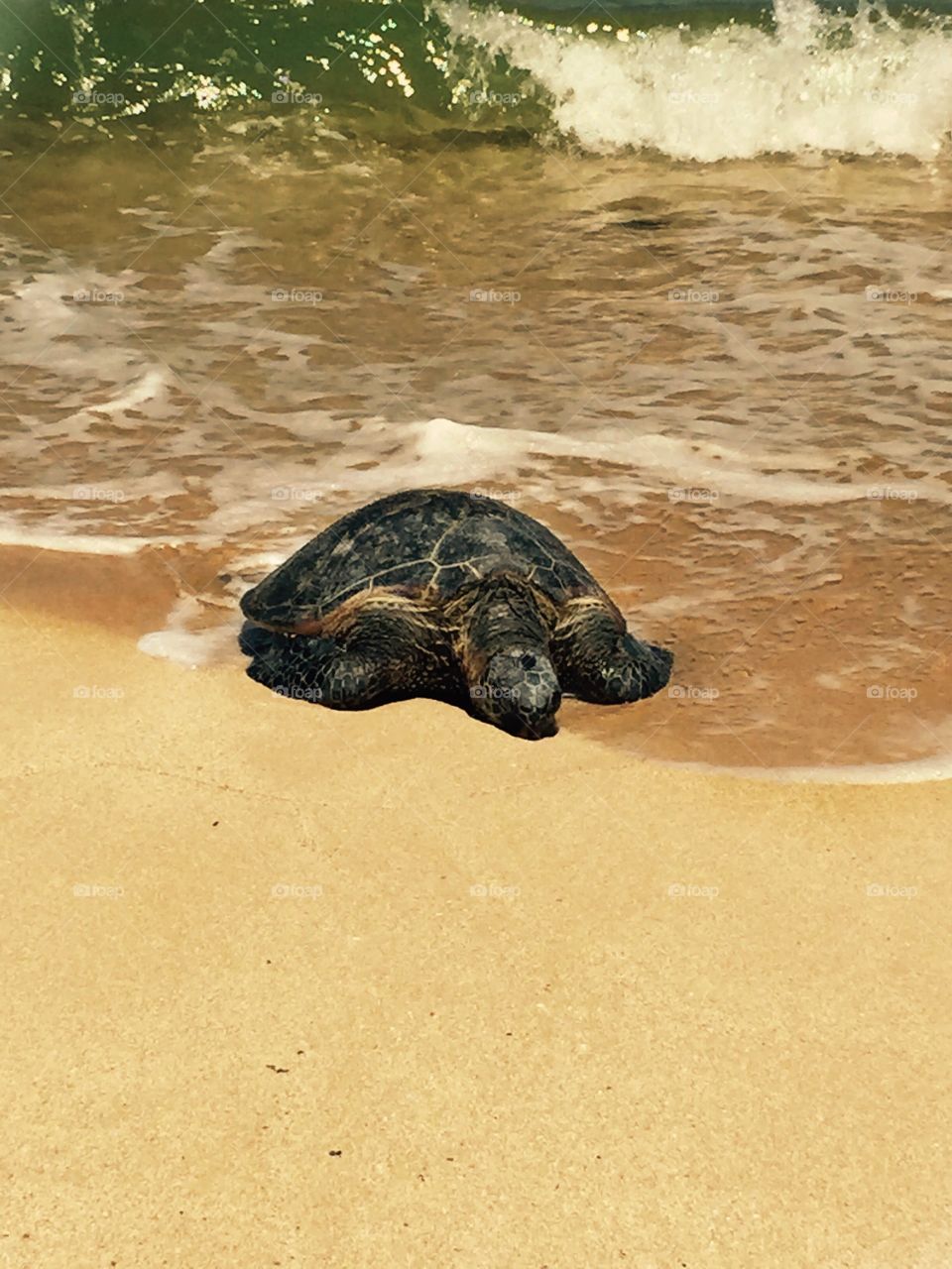 Sea turtle in Hawaii 