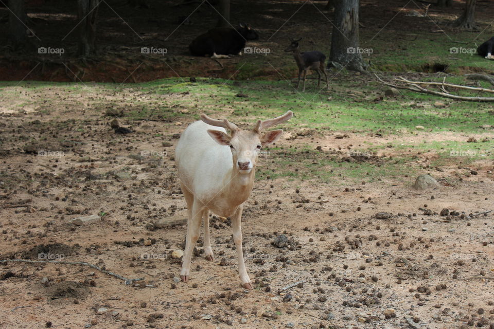 White deer