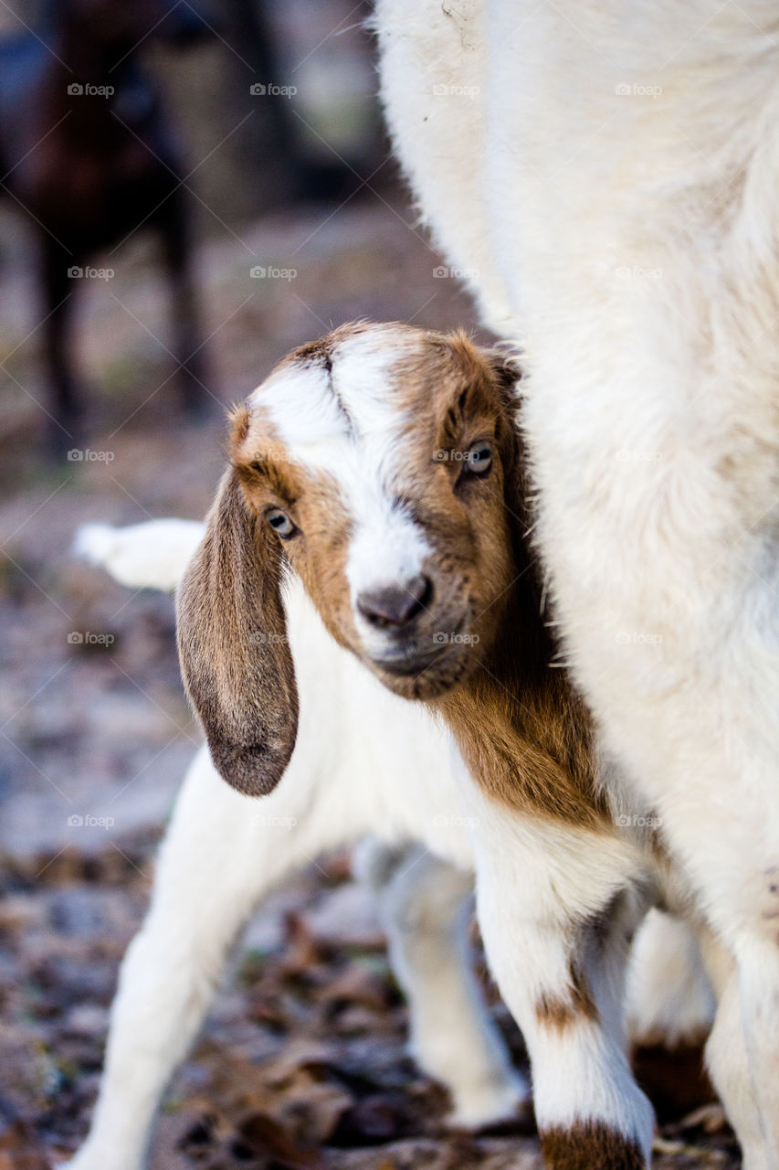 Baby goat looking at camera