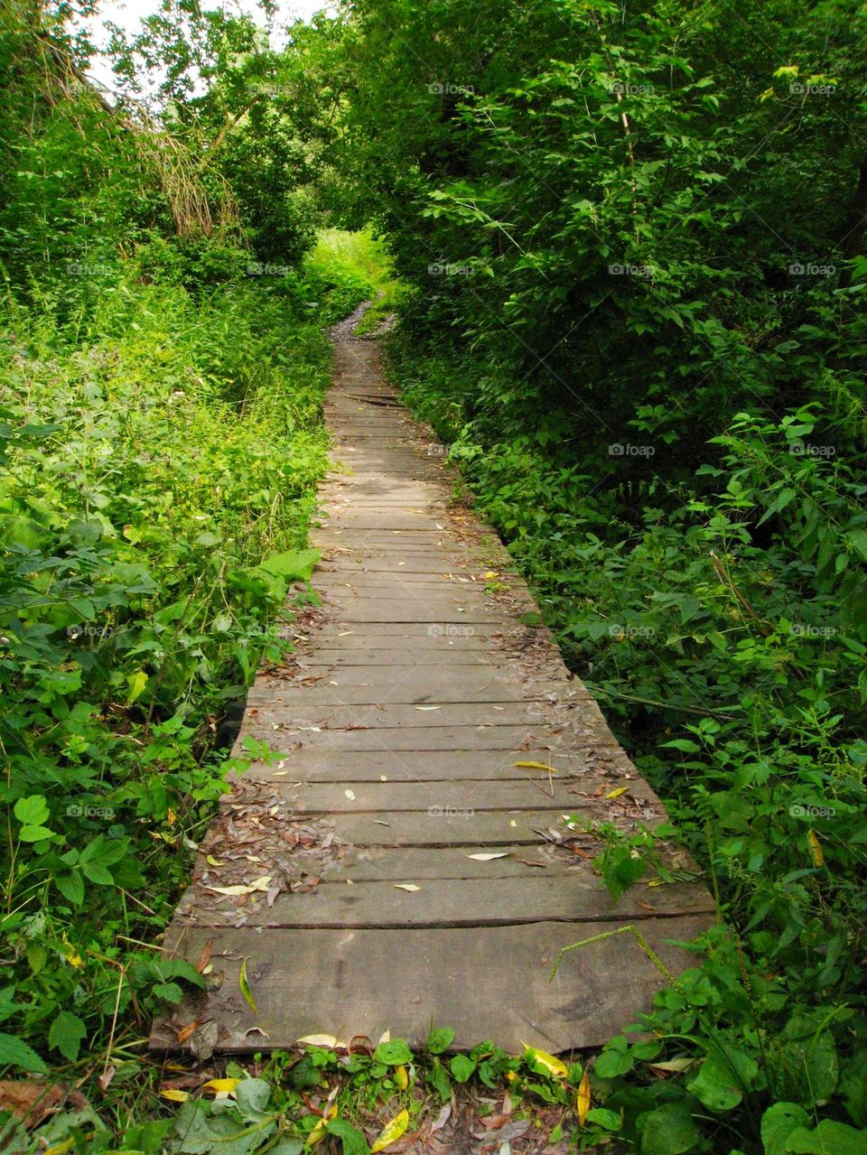 Wooden bridge