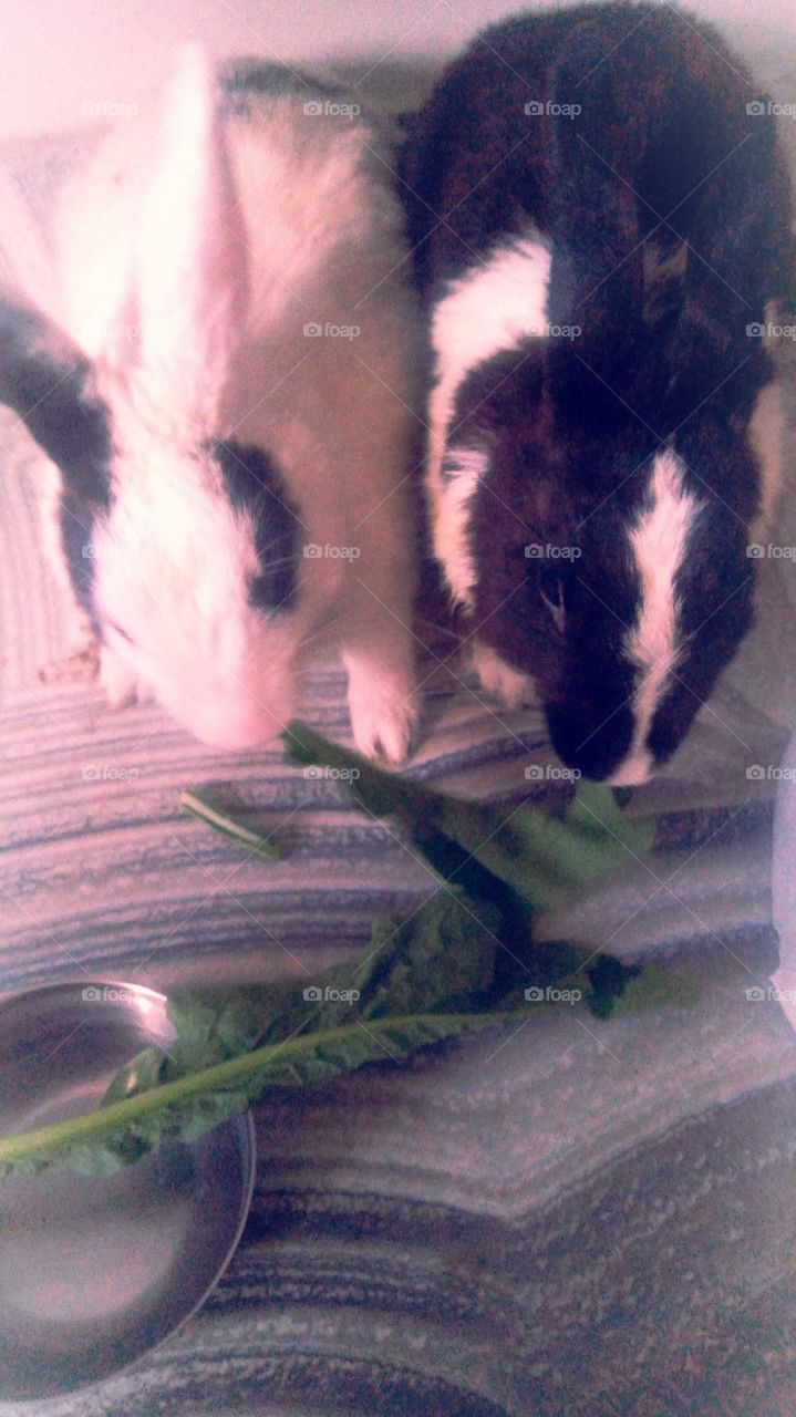 group india rabbit white and black