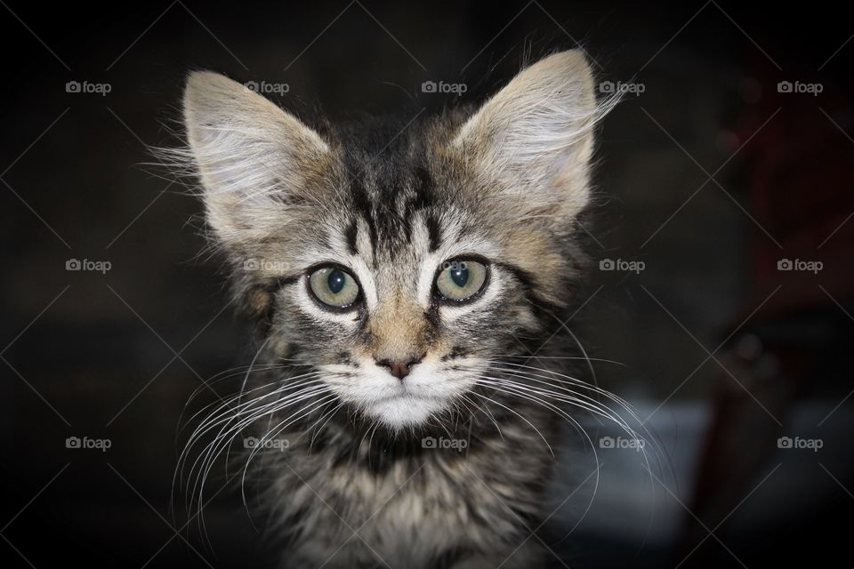 Close-up of young tabby cat with large whiskers.