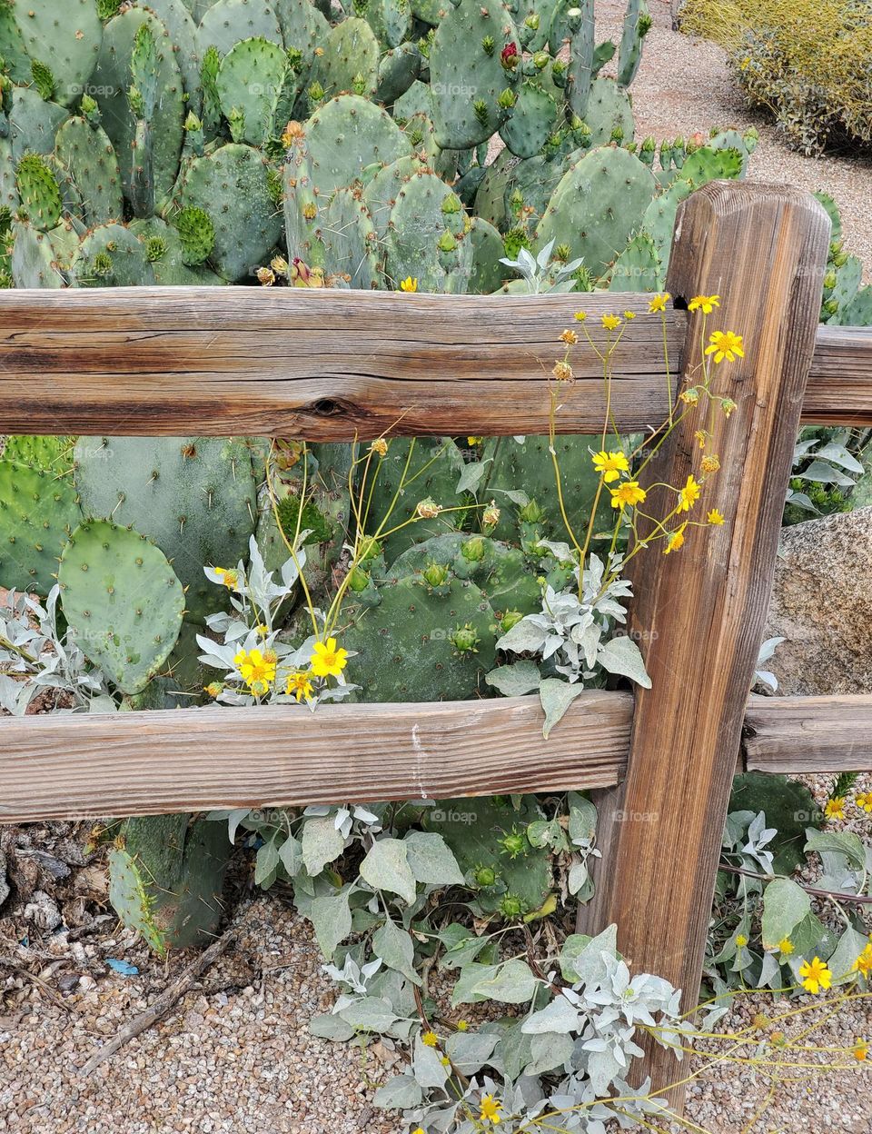 Wooden Fence in the Desert