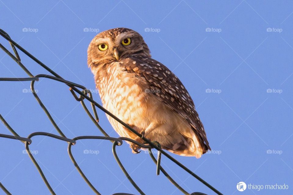 Wild Owl