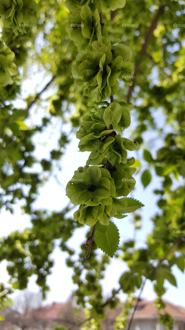 photo of the day, photo of the week, trees, up, look up, flower of life, macro, photography,