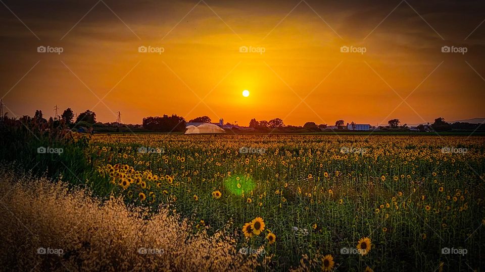 Sun Down in Sun Flowers
