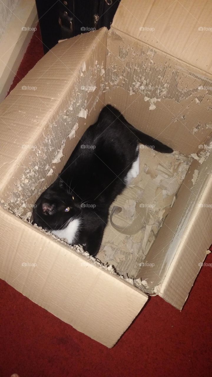 cat in a box