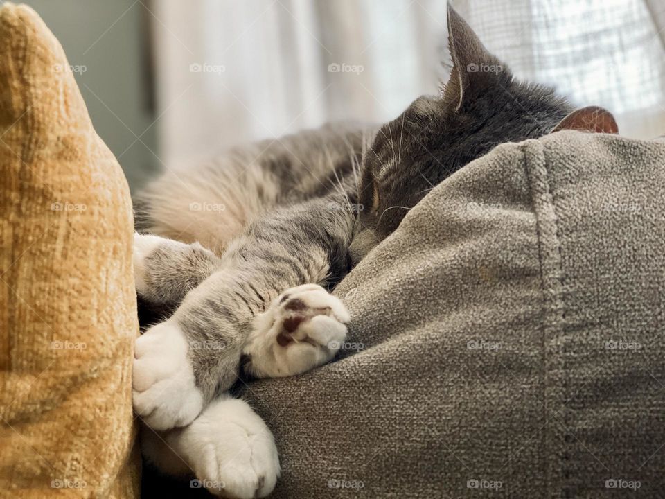 A cat’s paws overlap while the cat naps on a couch by a yellow pillow