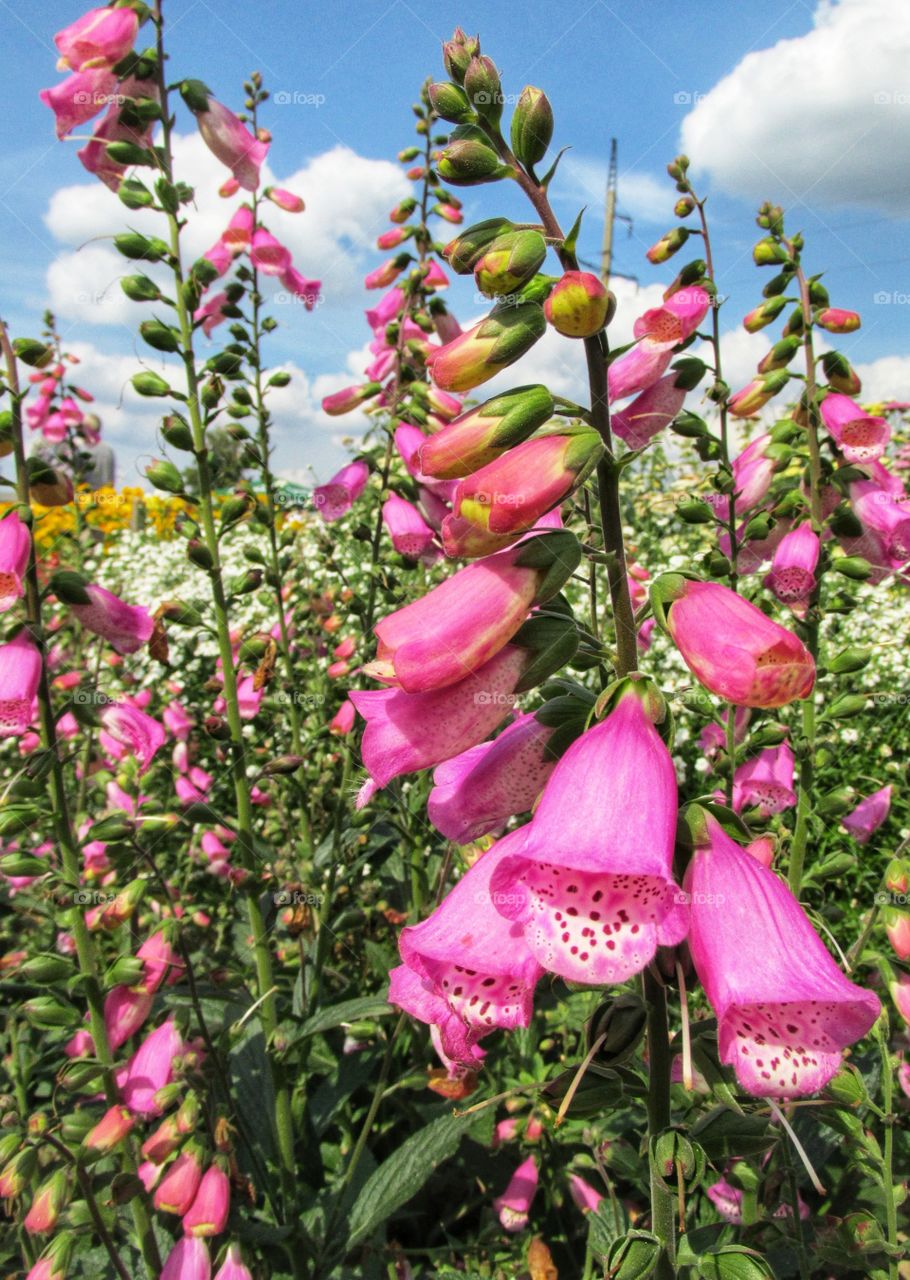 beautiful pink flowers in the garden