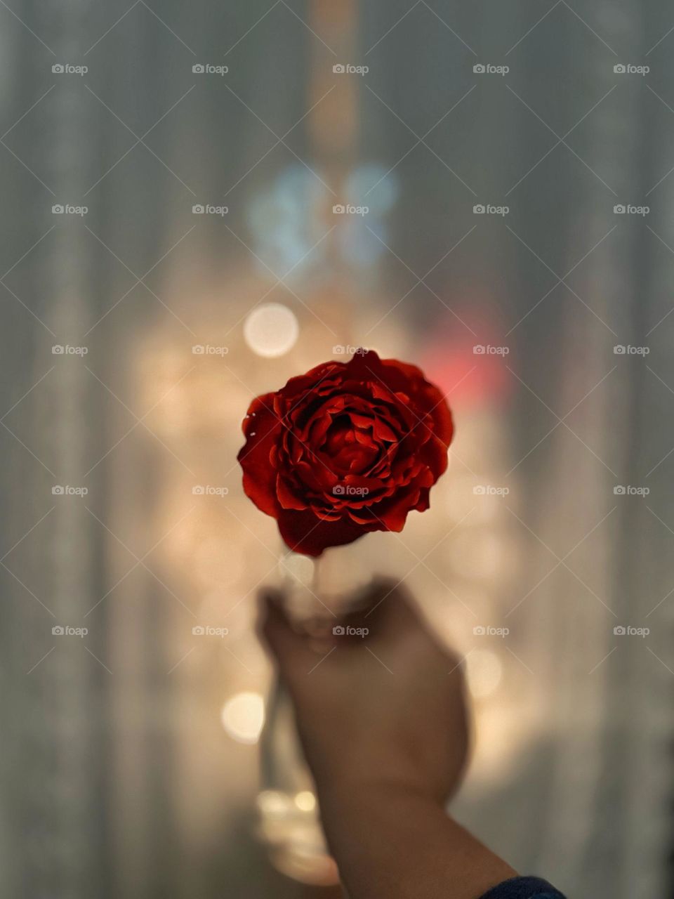 Rose in a vase being held in a hand on the backdrop of Christmas lights.