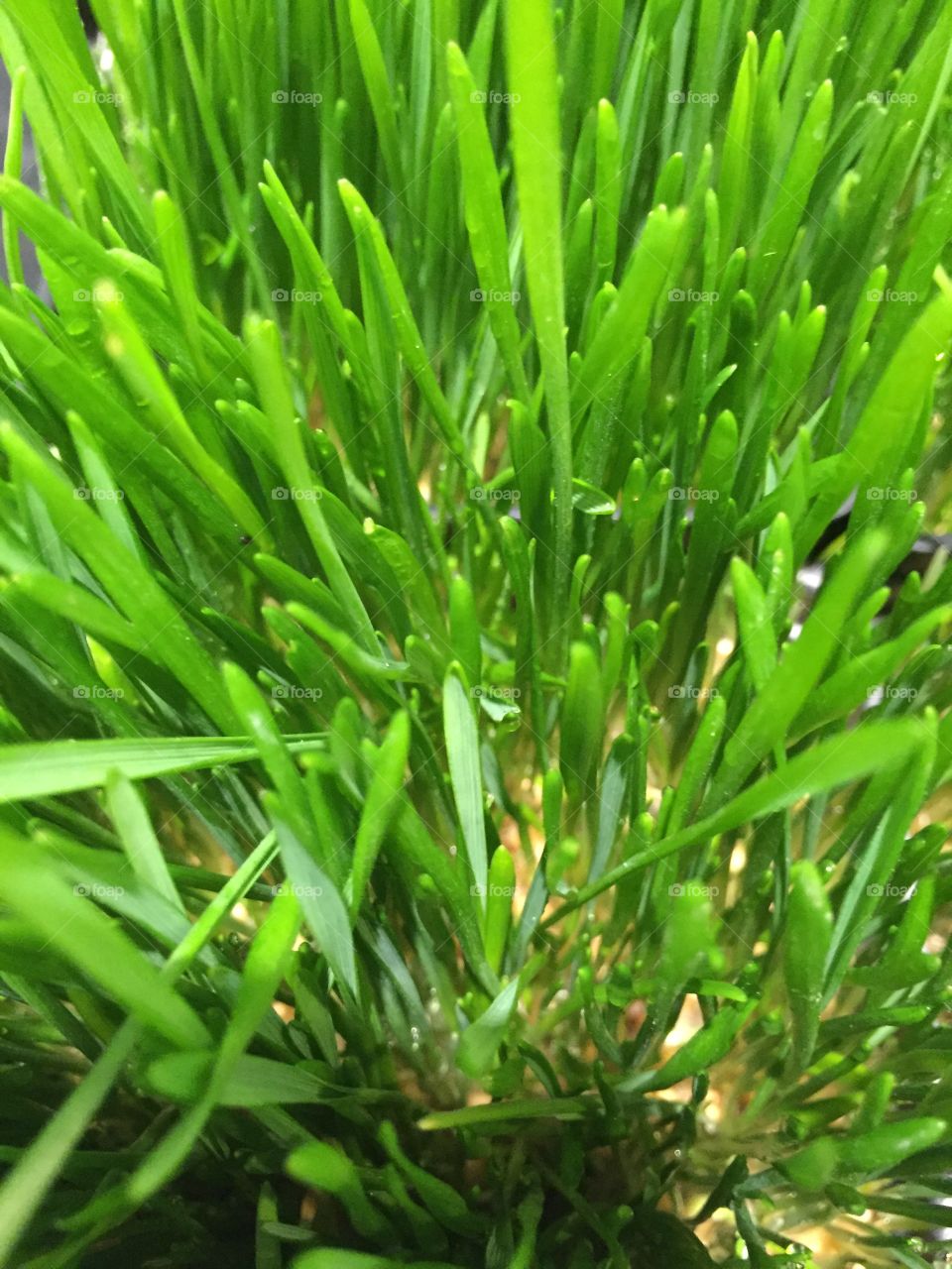 Grass