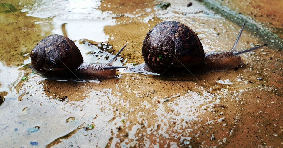 Slow mo snail duo