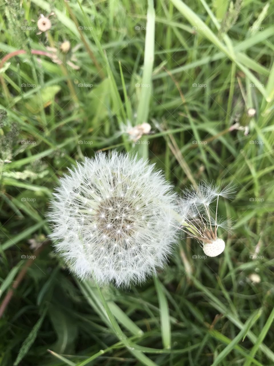 Dandelion from above 