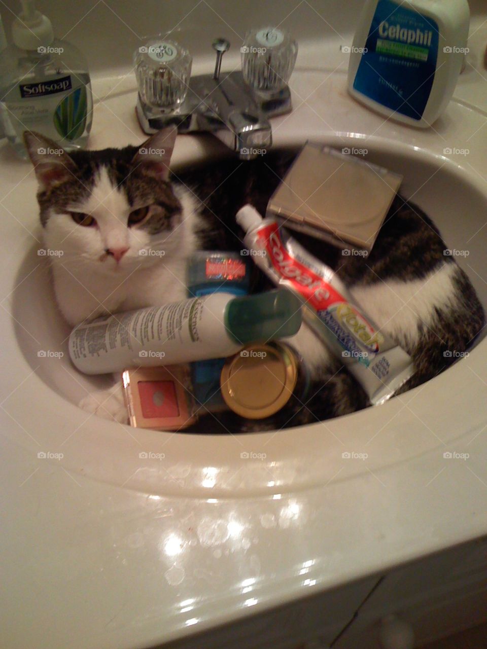 Tango The Sink Cat. Our cat Tango in the bathroom sink covered with toothpaste and other beauty products