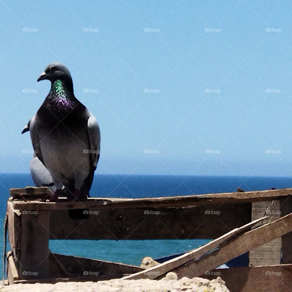 two  pigeons on a roof