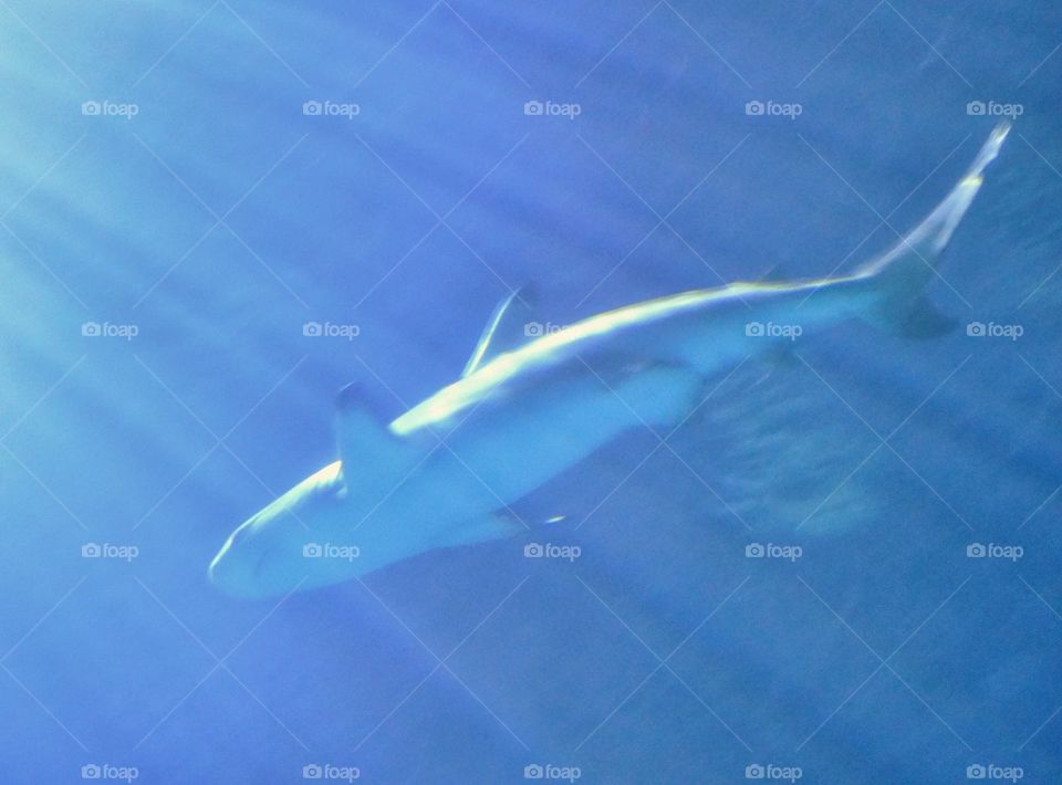 Shark Gliding Through The Ocean. Shark In Blue Water
