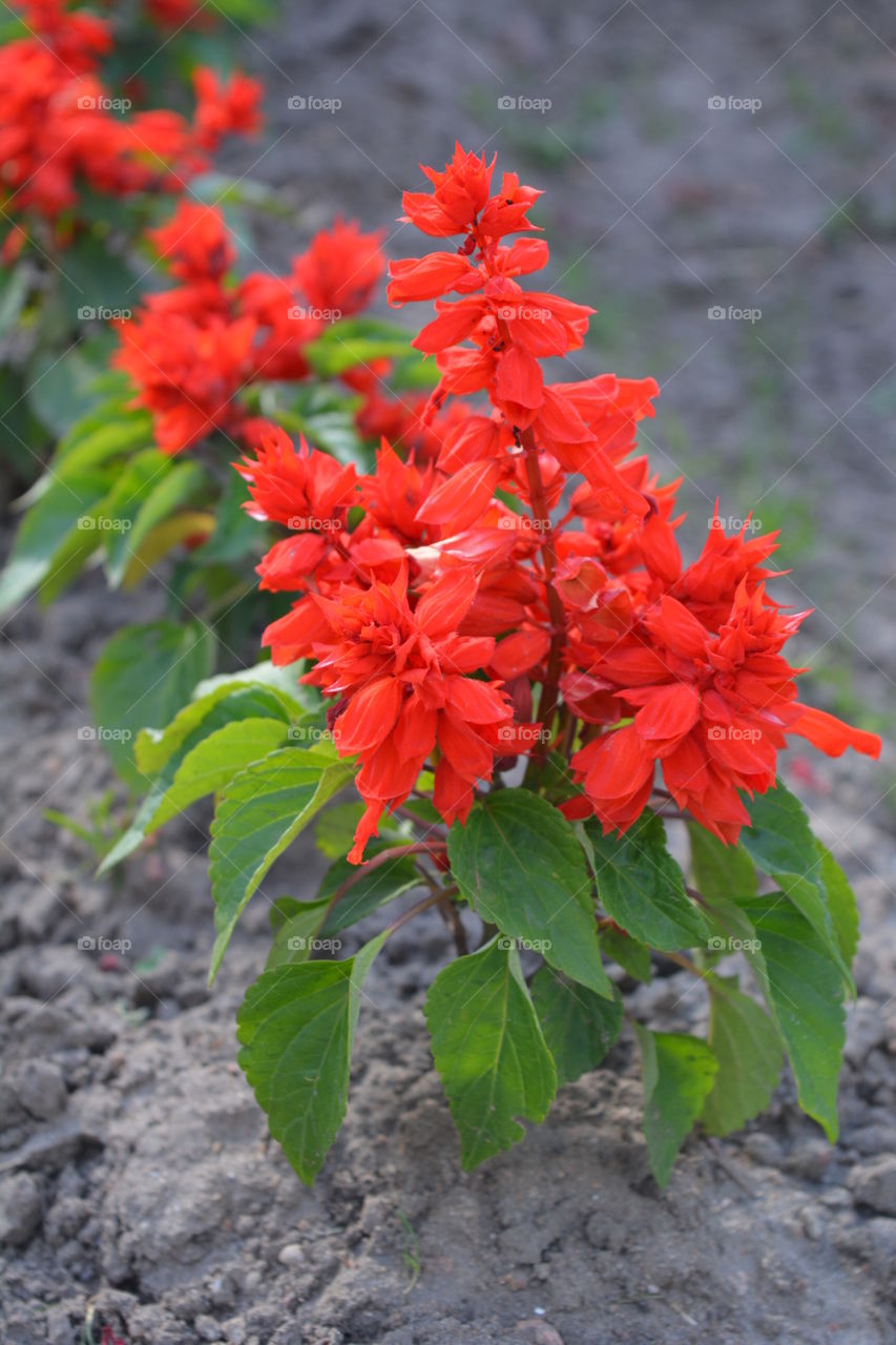 red flowers gardening