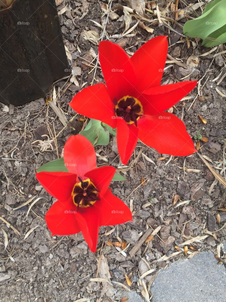 Red Flowers, Spring Vibrance